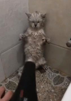 新手养猫咪多久洗一次澡合适,猫咪多少天洗一次澡比较适合