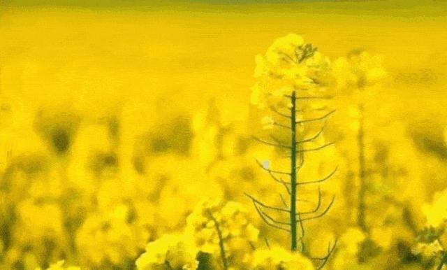 呼伦贝尔亲子游十天怎样玩,呼伦贝尔大草原亲子游