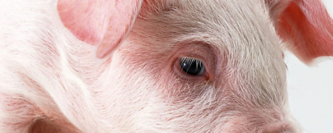 鐚倝姒傚康鑲￠緳澶磋偂姝ｉ偊,姝ｉ偊閲嶇粍鎴愬姛鍒╃┖鐚倝鏉垮潡