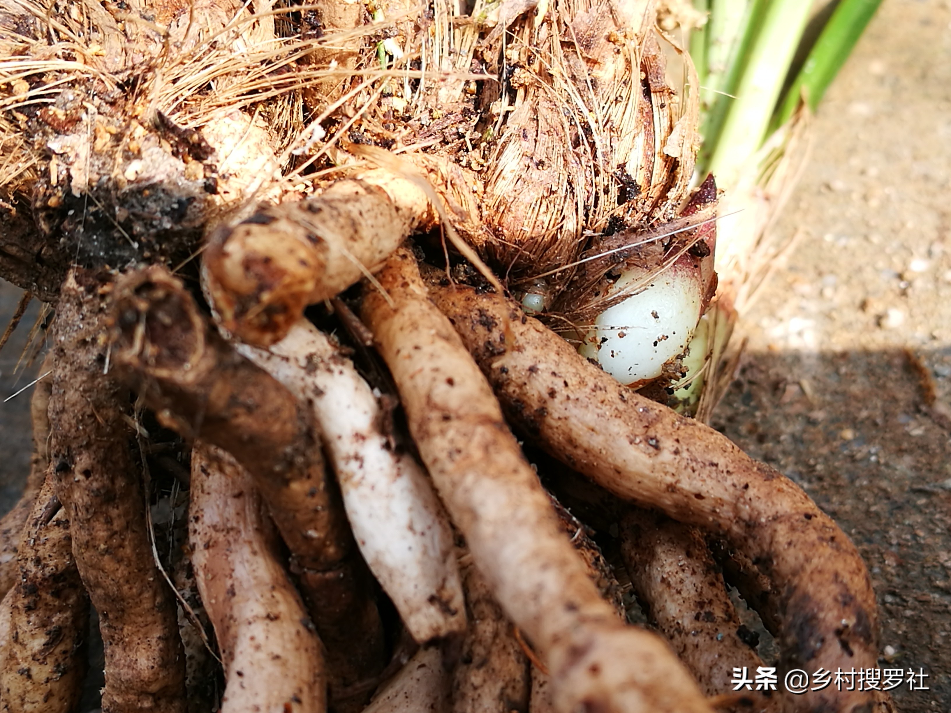 如何防止兰花生根发芽的方法,如何让兰花多发芽