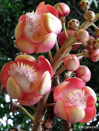 神奇的植物图片及介绍大全,十大最好的神奇植物