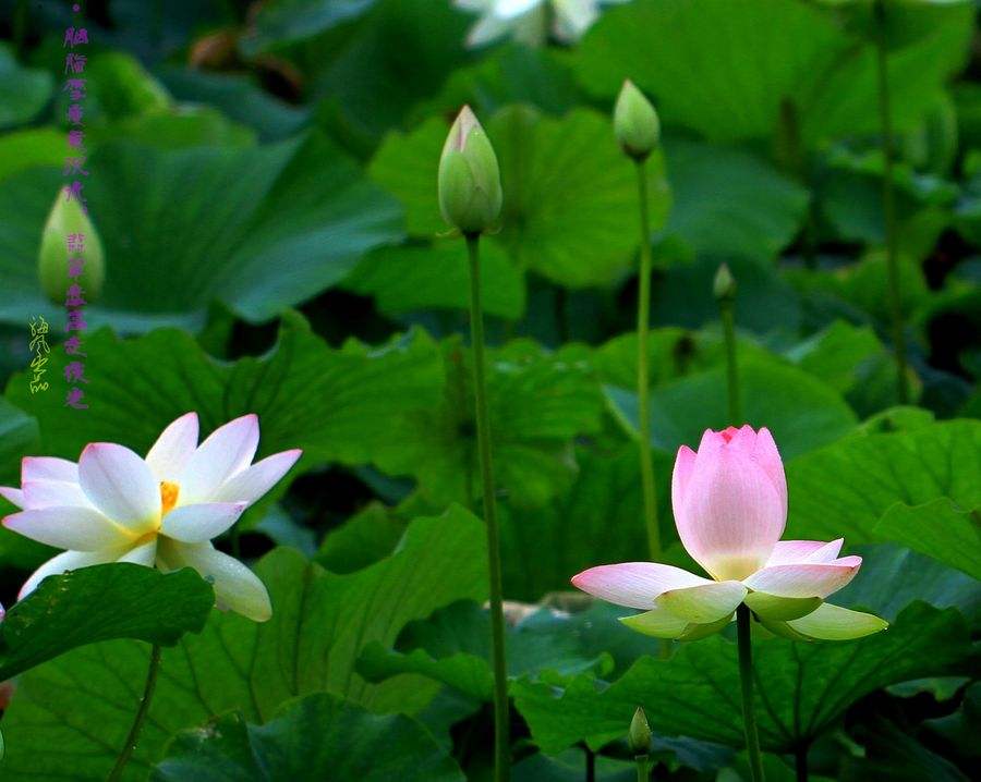 六月的荷花有多美,夏天的荷花最美