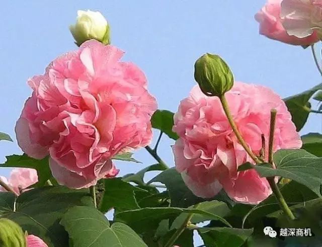 中国各大城市市花介绍,全国56市市花太美了的视频