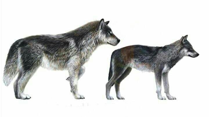 除了恐龙还有哪些已灭绝的生物,史前生物除了恐龙还有什么