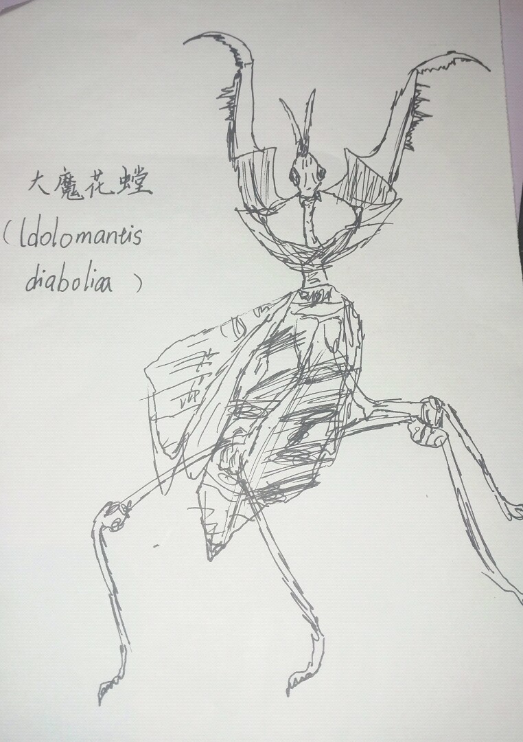 螳螂之王螳螂为什么不生了,真正的螳螂之王