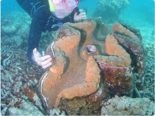 世界上贝壳里面最大的珍珠,最大珍珠贝壳