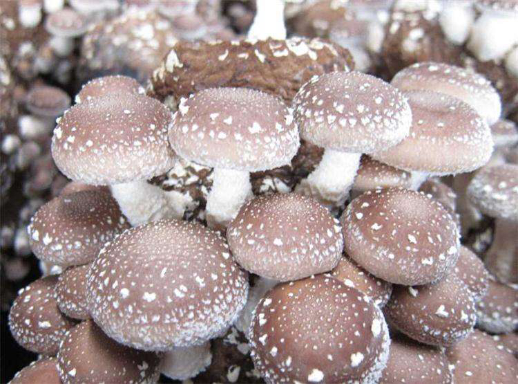 中草药香蕈,香蕈的营养价值及功效