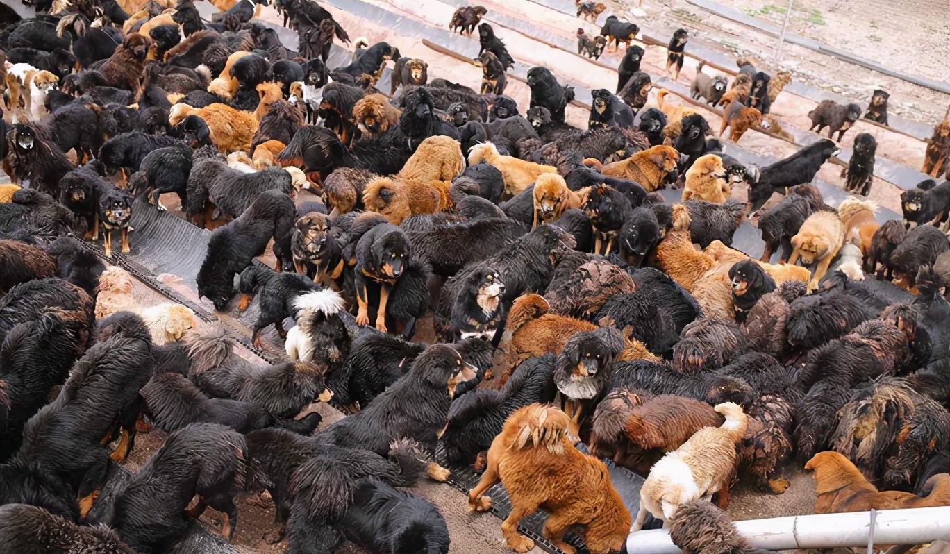 藏獒这10年来都经历了啥,曾经市价3000万的藏獒现状如何