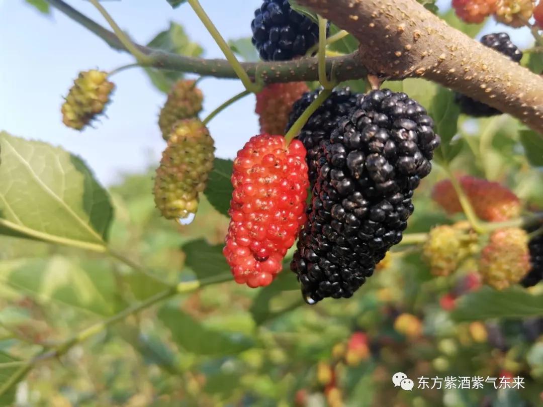 一杯紫酒，轻松周末，采摘品鉴邀您相约