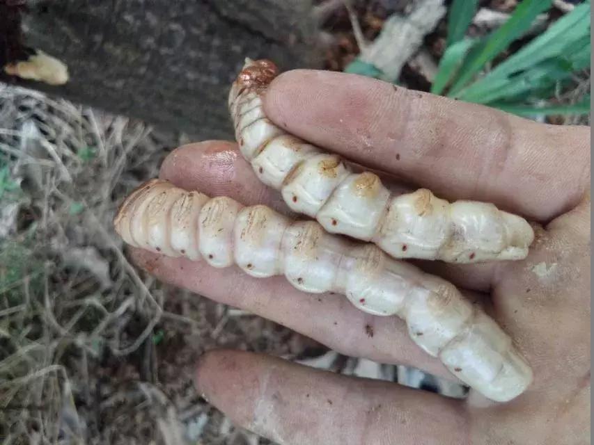 柑橘爆皮虫的防治最佳时期,柑橘天牛钻心虫最佳防治方法