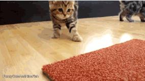 资深养猫人手把手教你养猫,新手养猫攻略养猫必备清单超全