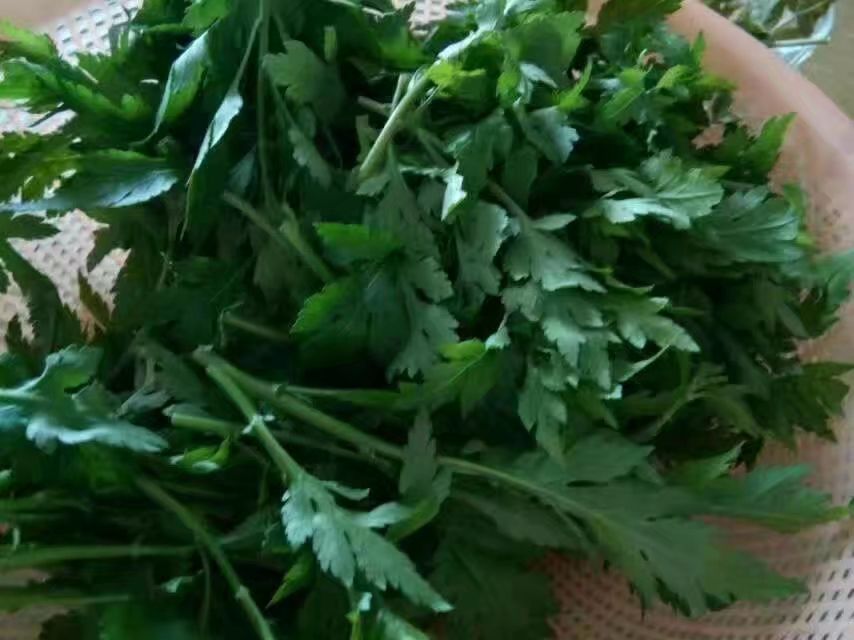 草木人间*我说的小*菊黄**，是好吃的菊花脑