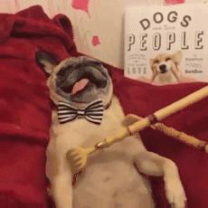 别动不动“累成狗”，汪星人表示不服！