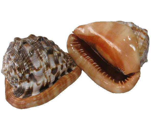 贝壳手工珠宝首饰,贝壳类珠宝首饰