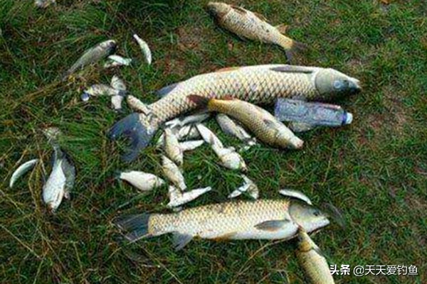 抛竿铅头钩钓鱼技巧,抛竿串钩钓鱼技巧教程