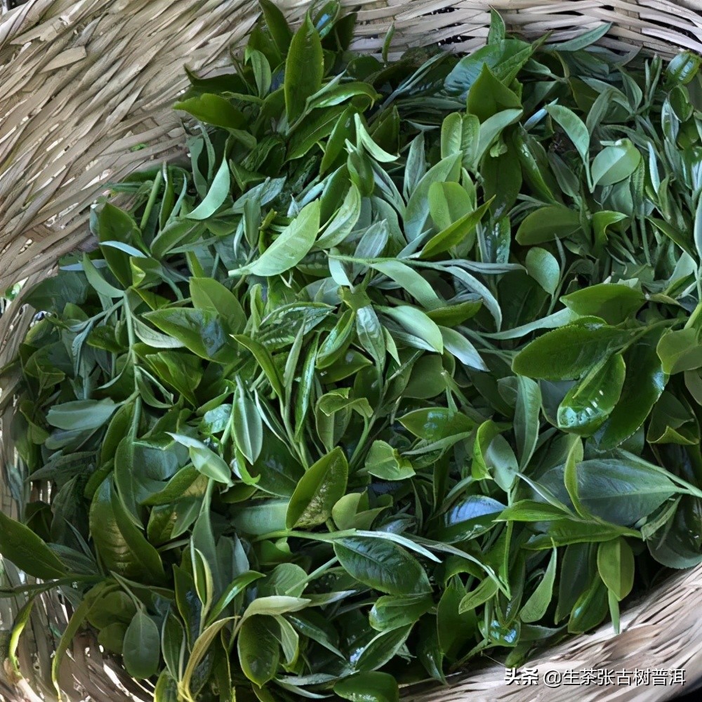 普洱茶应该怎么入门,普洱茶新手入门建议