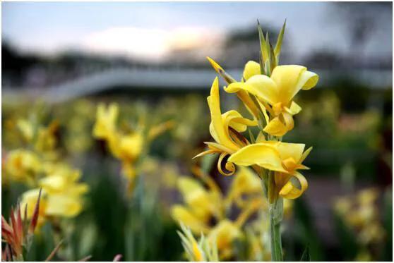 深圳花海公园地址在哪里,深圳中心河公园花海