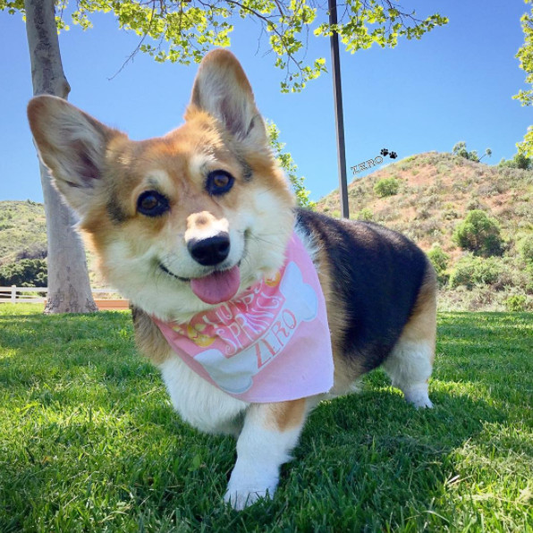 柯基养成大法居然要注意这些细节,柯基正确养成方法