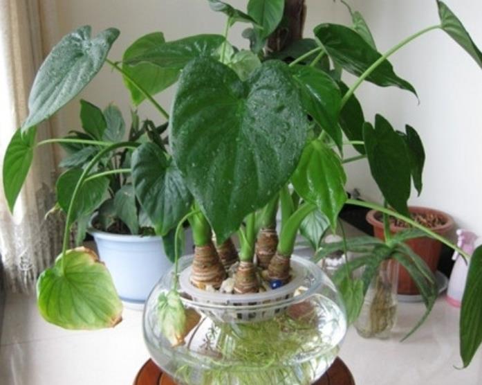 养花就养这6种简单又好看,养花用什么绿植好看又实惠