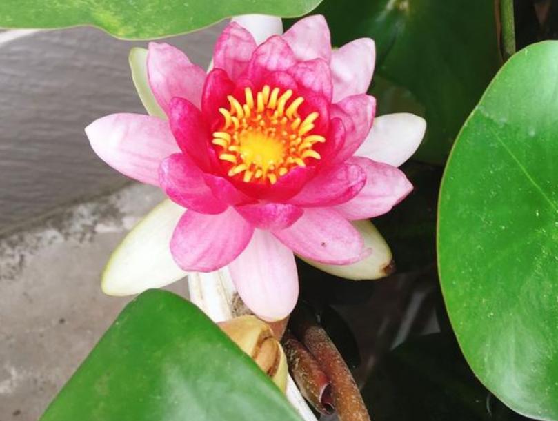 种花用什么水浇花长得旺,养花浇什么水开花不断