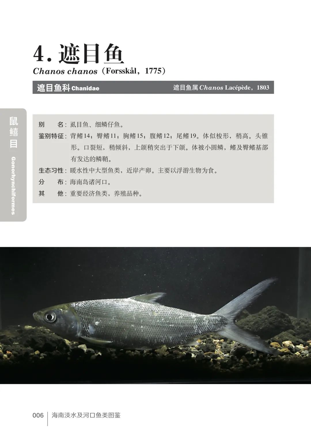 各种淡水鱼你认识吗,淡水鱼的种类你认识几种