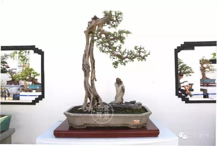 翠鸟根艺石头盆景艺术分享,奇形怪状极品根艺盆景图片