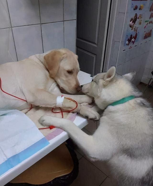 网评“无攻击性”的3种狗，性格温顺，养过的人都懂