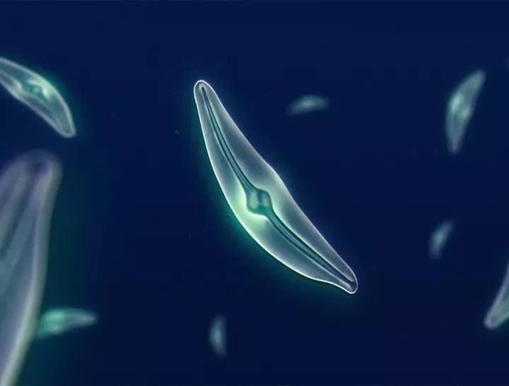 南极的神奇动物企鹅,南极生物图鉴