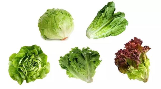 生菜的种植时间和种植方法,生菜的种植技巧和种植时间