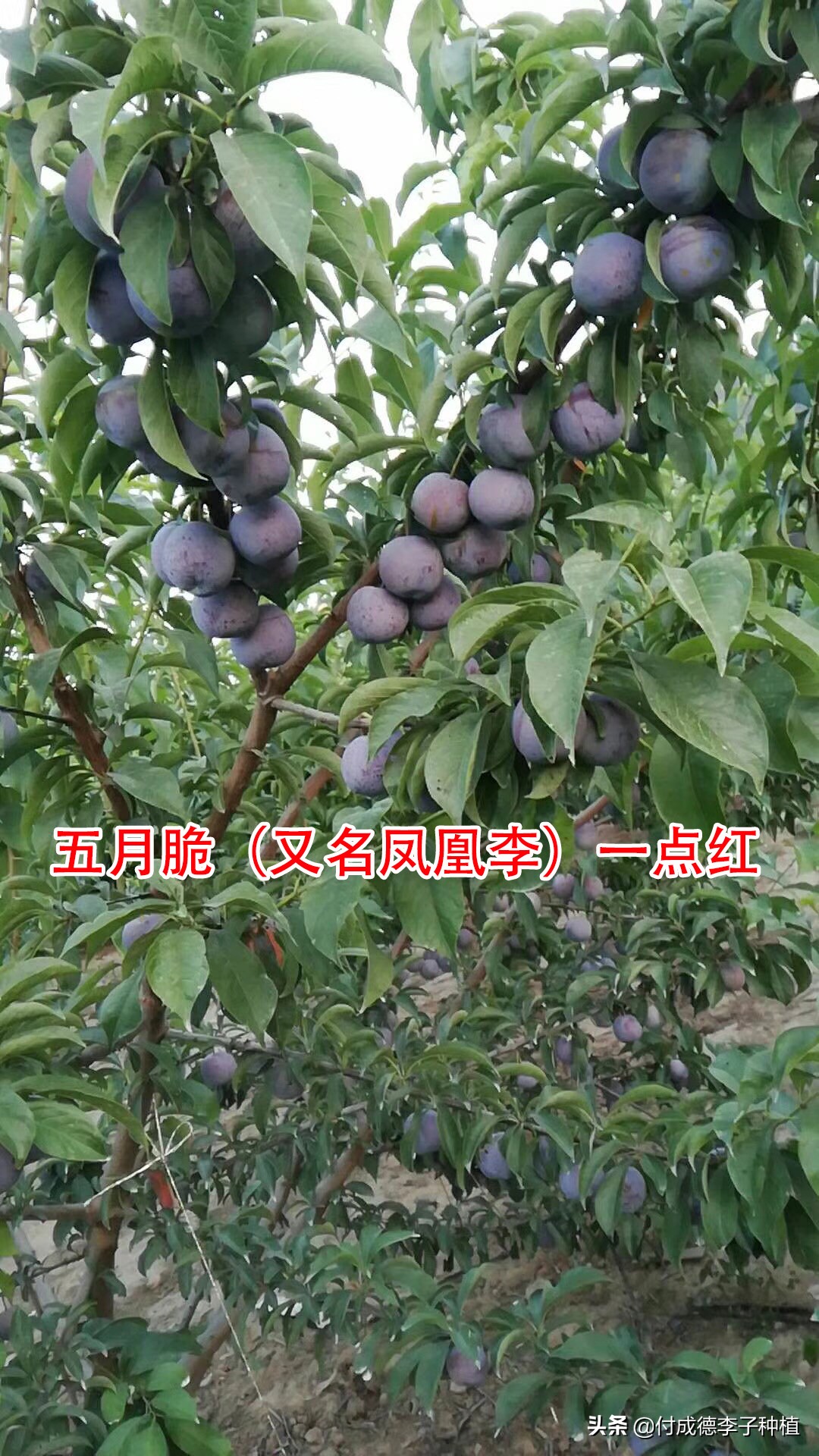 新疆种植什么水果前景好,种植什么水果前景好