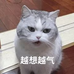 亲戚家熊孩子来我家欺负宠物,亲戚的熊孩子欺负自家孩子