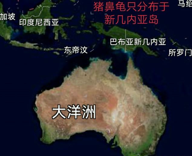 猪鼻龟适合多大的缸养,养了一条龙鱼和一只猪鼻龟好吗