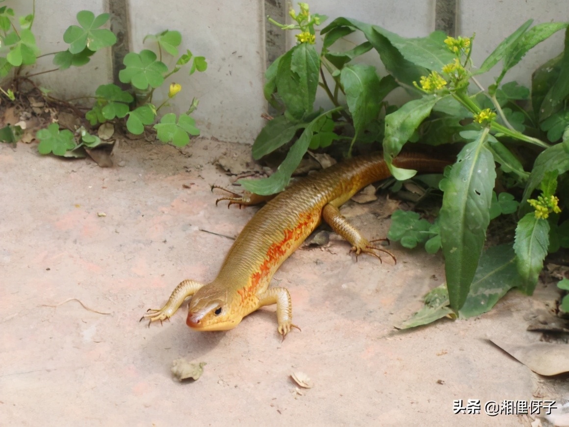 俗称“山泥鳅”，80后把它当宠物，却不知价值珍贵，如今少见了