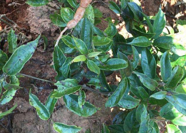 巴戟天补肾最佳配伍,巴戟天本草