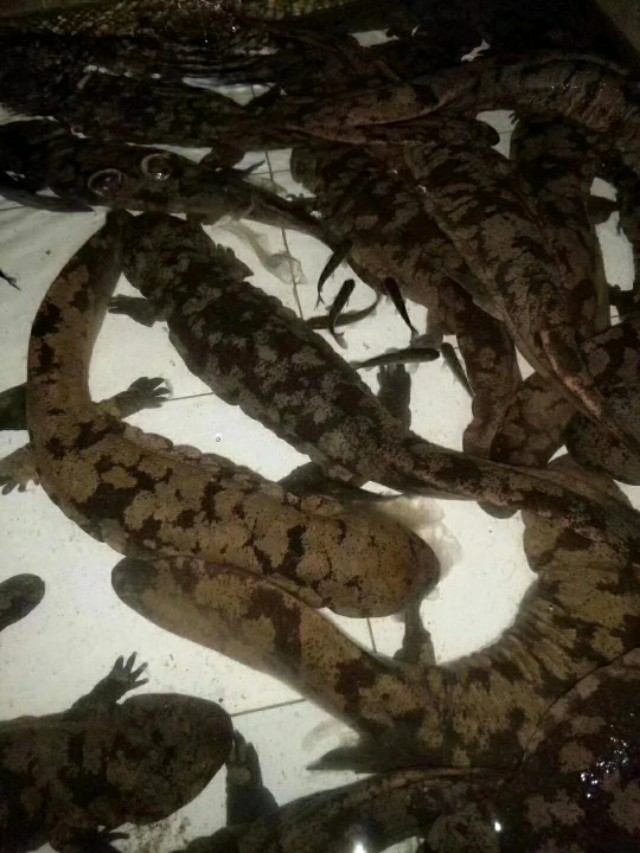 稀有淡水鱼苗批发,活水养殖娃娃鱼视频