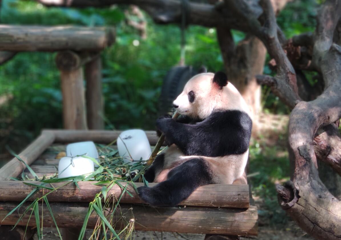 2019广州长隆动物园有哪些动物,广州长隆动物园多少个动物