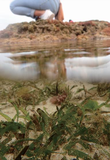 奇丑的人鱼图片,人鱼到底长什么样子