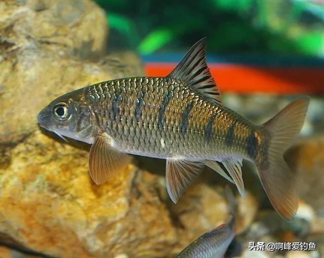 小溪垂钓野生溪鱼非常过瘾,福建农村小溪最常见的鱼