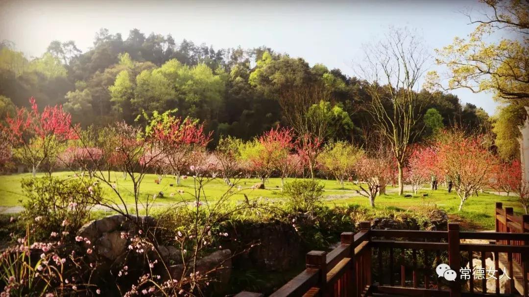 桃花源又见桃花开，盛景等君来，你若不来、花为谁开？