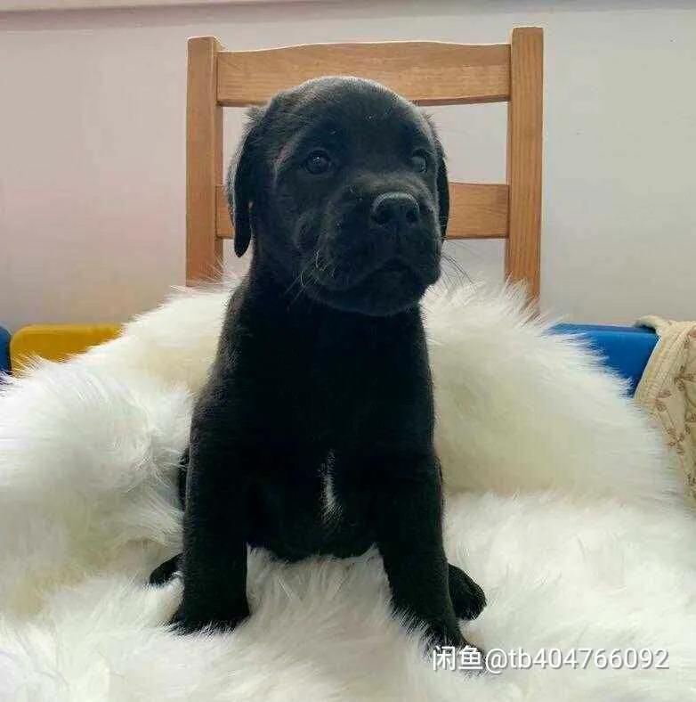 拉布拉多领养第一晚老叫唤,拉布拉多领养的最佳时间