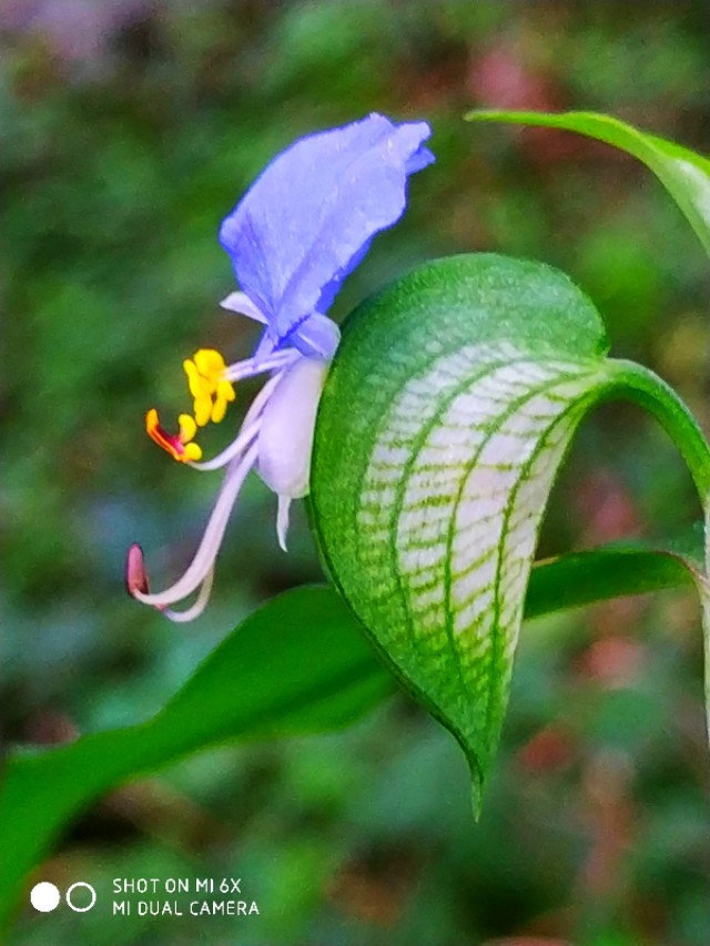 山间的野花不名贵，芬芳季节争艳斗菲“一花一世界一叶一菩提”