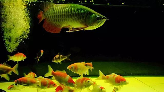9条锦鲤和1条龙鱼混养,龙鱼招财猫和锦鲤混养