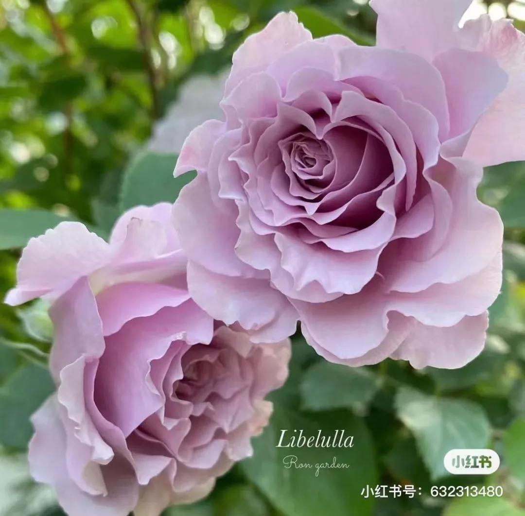 获得worldrose的12款月季品种,露台月季品种推荐