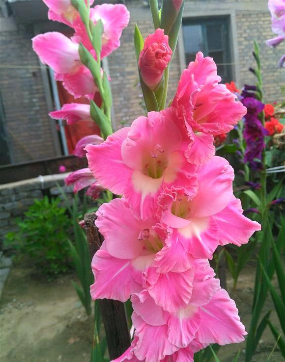 四季常开且有浓郁香味好养的花,适合懒人养的四季花一串红