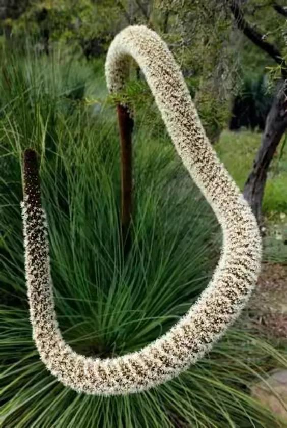 世界十大珍贵的植物图片,世界上罕见的名贵植物图片