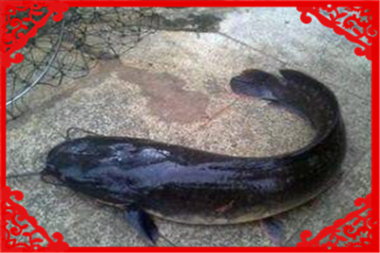 目前农村养殖什么最好赚钱,最新农村养殖什么投资少赚钱快