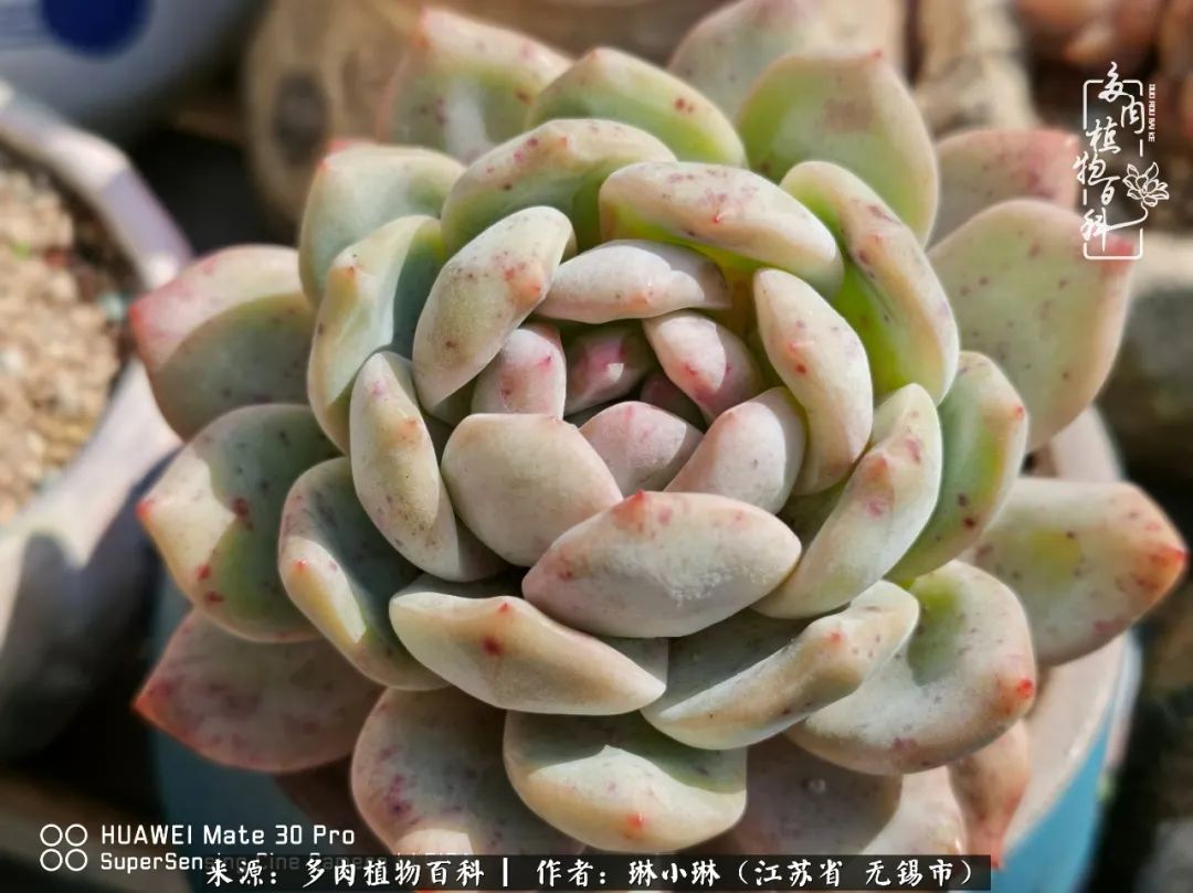 多肉变美是需要时间的,千万别辜负了多肉变美的黄金季节