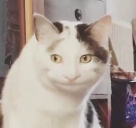 吃一样的猫粮为啥有些猫屎特别臭,猫屎很臭的原因