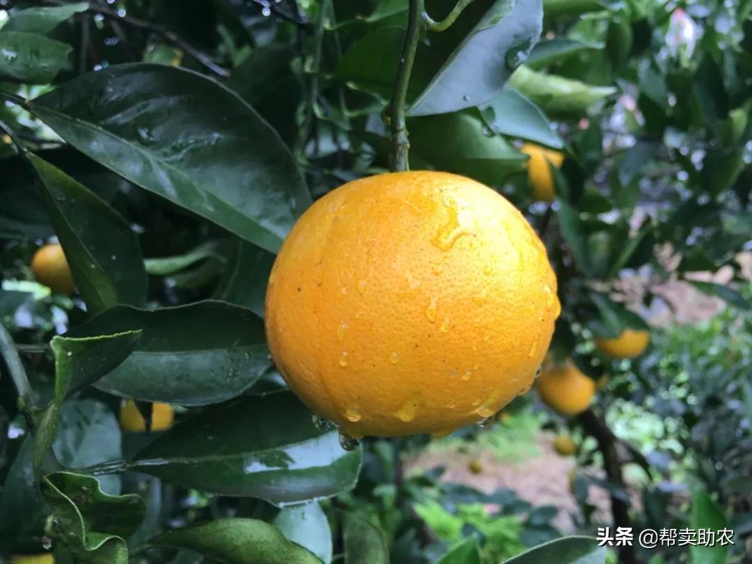 袁隆平摘冰糖橙,袁隆平到麻阳为冰糖橙提名