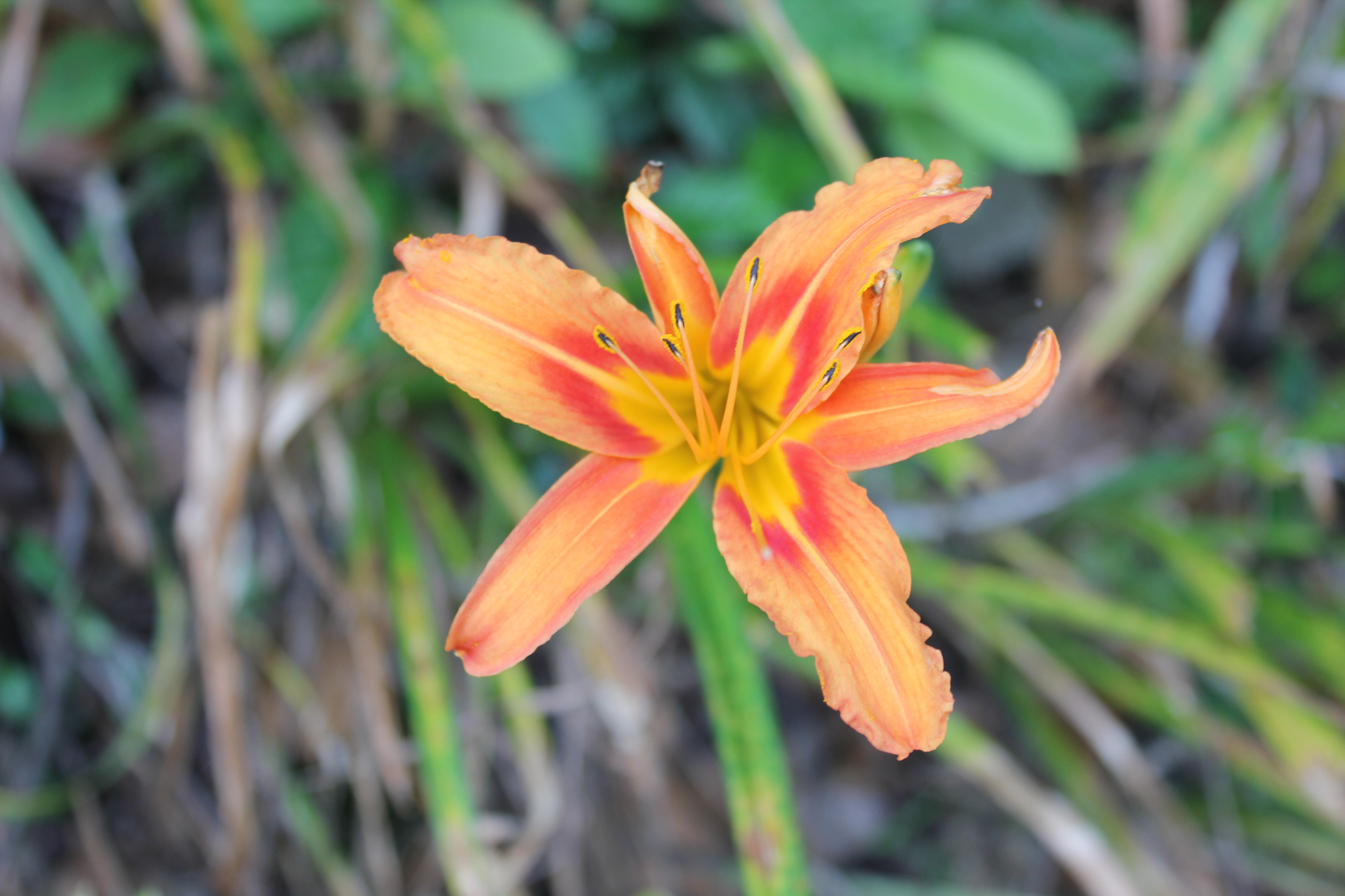 武汉周边避暑胜地｜端午武汉至咸宁九宫山2日自驾亲子游路线分享